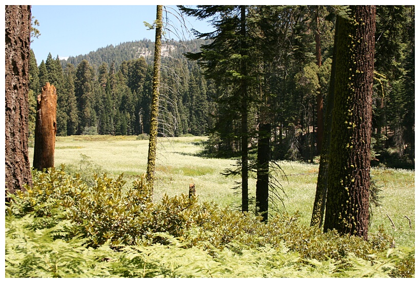 Quiet Forest