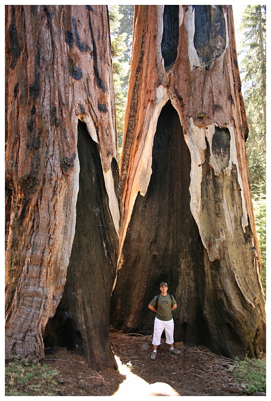 Burned Sequoias