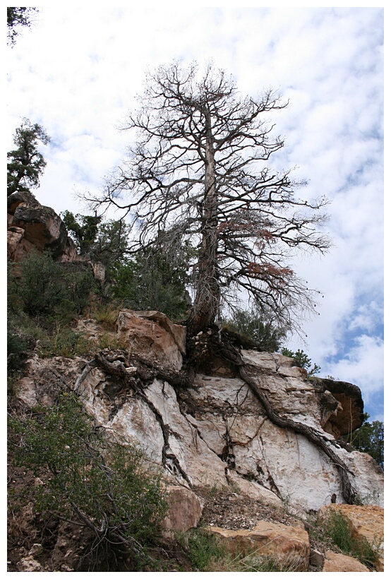 Descending to the Canyon