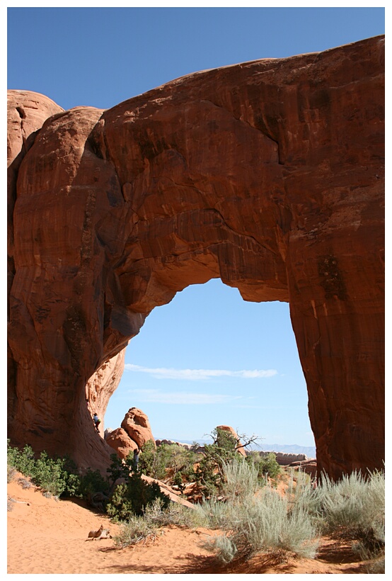 Pine Tree Arch