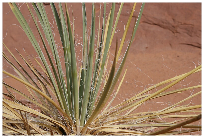 Yucca