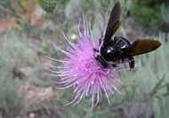 Bumblebee