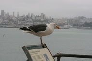 Seagull