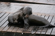 Sea Lions