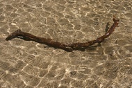 Branch in the Water