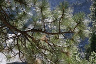 Pine Branch