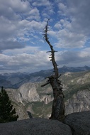 Dead Tree