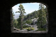 Window to the Trees