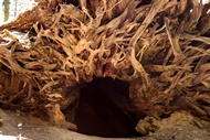 Sequoia Roots