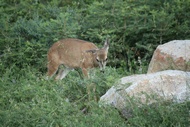Deer