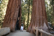 Between Giants