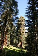 Giant Seqouias
