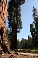 The Watchman