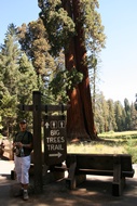 Big Trees Trail