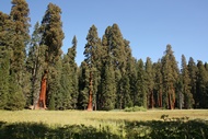 Sequoias