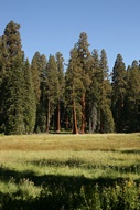 Giant Forest