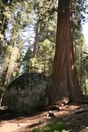 Tree on the Rock