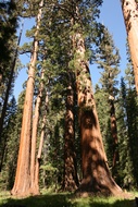 Giant Forest