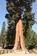 The Sentinel