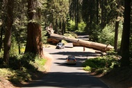 Tunnel Log