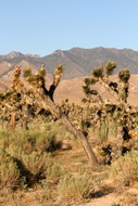 Joshua Trees