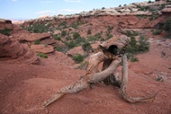 Twisted Branch