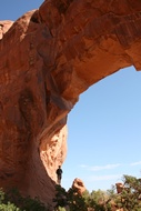 Pine Tree Arch