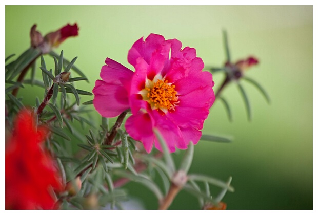 A Flower