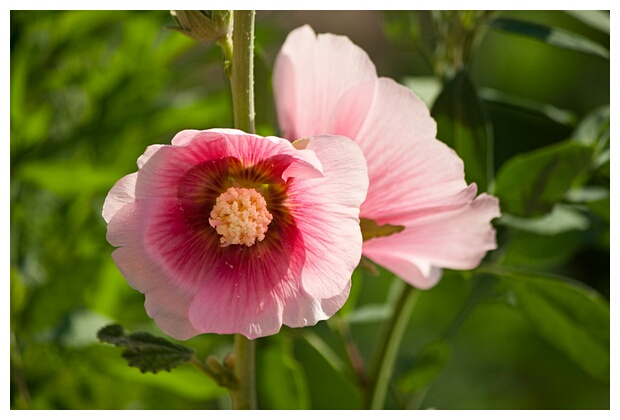 Two Flowers