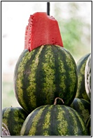 Tempting Watermelon