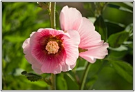 Two Flowers