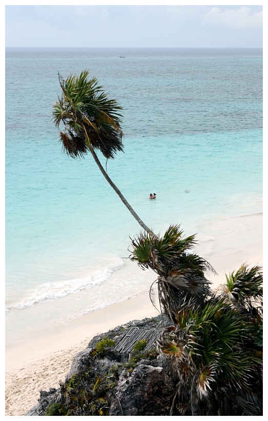 Palmera