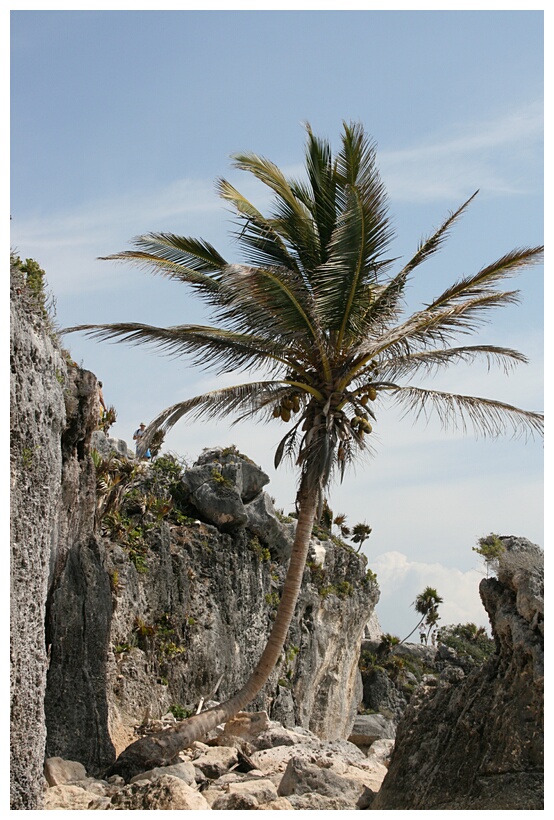 Palmera Solitaria