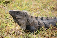 Iguana al Sol