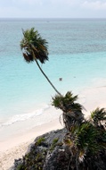 Palmera