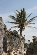 Palmera Solitaria
