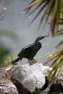 Anhinga Americana