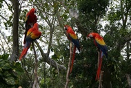 Guacamayos Rojos