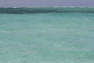 Barrera Coralina