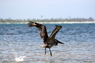 Pelcano Volando