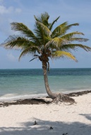 Palmera