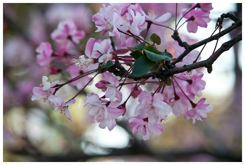 Cherry Blossoms