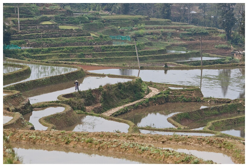 Rice Fields