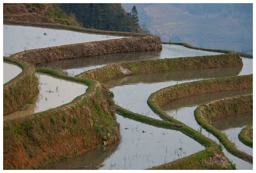 Rice Terraces