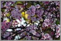 Flowering Cherries