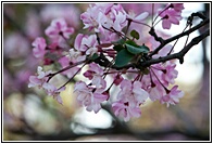 Cherry Blossoms