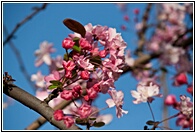Cherry Blossom
