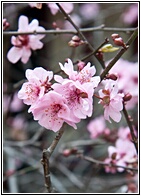 Cherry Flowers
