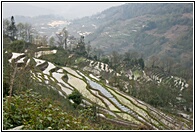 Terrace Fields