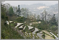 Terrace Fields